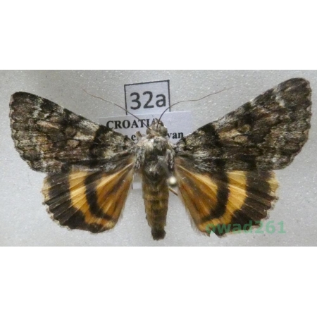 Catocala nymphagoga (Esper, 1787) Croatia32a